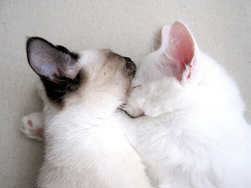 拜仁利用中场断球快速反击打穿博卡,拜仁顶级中场