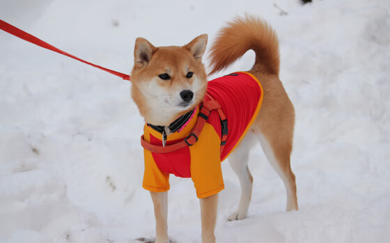 中国足球联赛提升转播解说专业性和多样性，中国足球队转播
