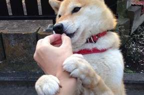 开云集团中国官网-“三叉湖赛场：水上救生挑战让观众感受真正的救援速度”