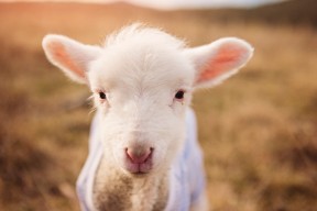 开云全站-五大联赛争冠球队是否比保级球队更依赖控球节奏，五大联赛榜首