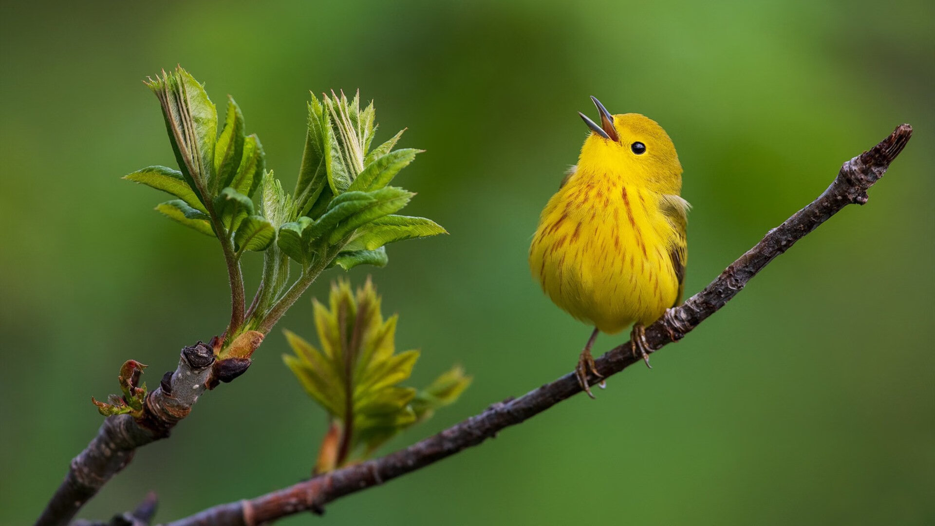 深圳领航队加强对抗训练适应高强度比赛，深圳领航青年队