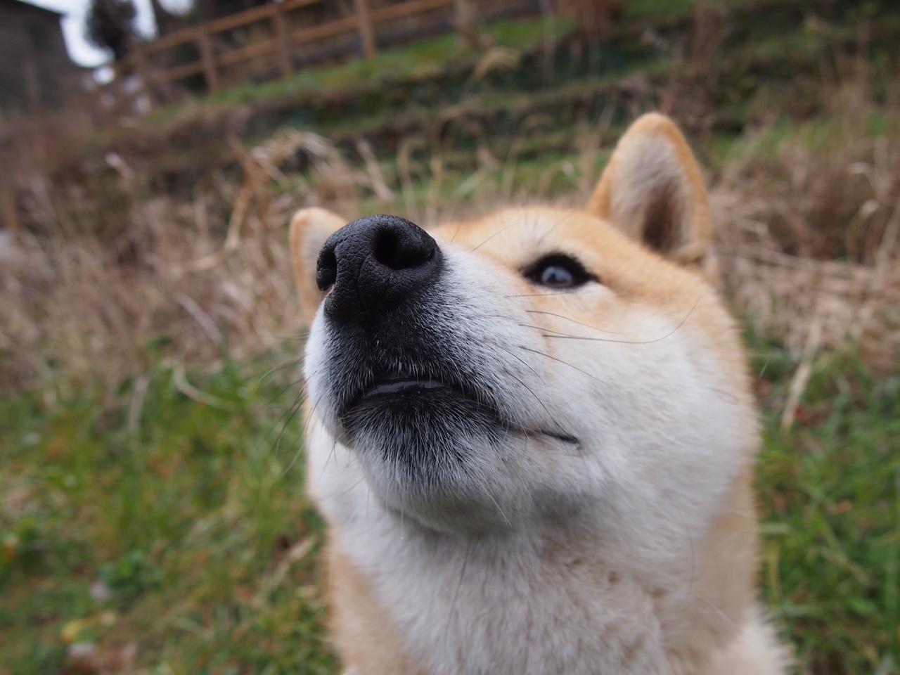 “费尔南多·比亚尔巴：阿根廷美洲狮队的进攻大师”